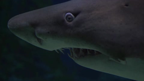 Amazing shark video