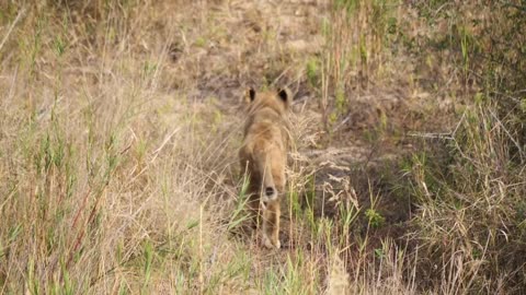 lioness and cub