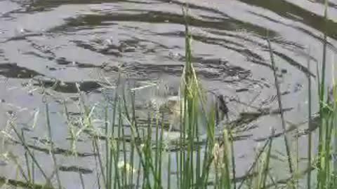 Snapping Turtle Mating Ritual