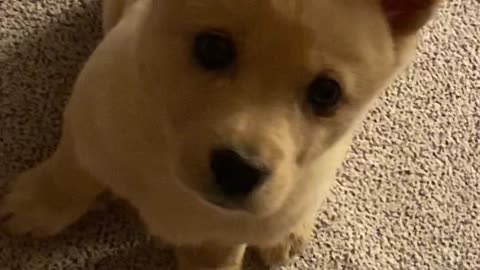 A puppy that looks like bread