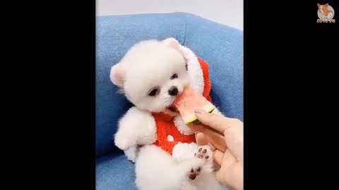 most famouse videos of cute pupies 2021