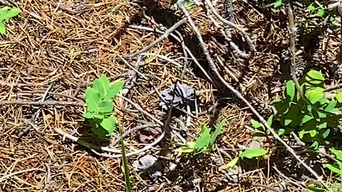 Hummingbird Moth Dines Mid Air