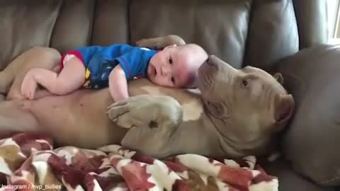 Child sleeps with dog | Super affectionate pitbull