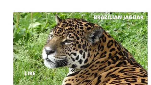 BRAZILIAN JAGUAR