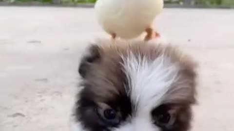puppy and rooster funny fight