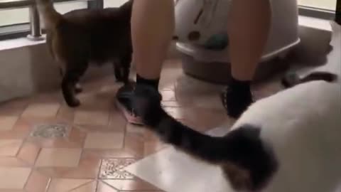 funny and crazy cats 1