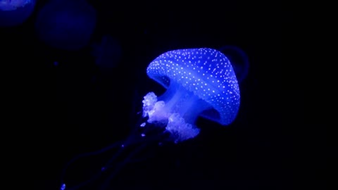 A Beautiful Jellyfish Glowing In Dark Water