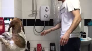 Trying to Bathe a Beagle