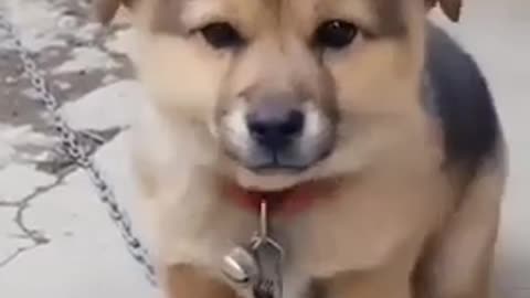 Dog dance video