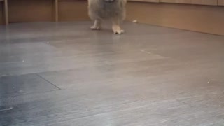 Baby Eurasian eagle owl first steps