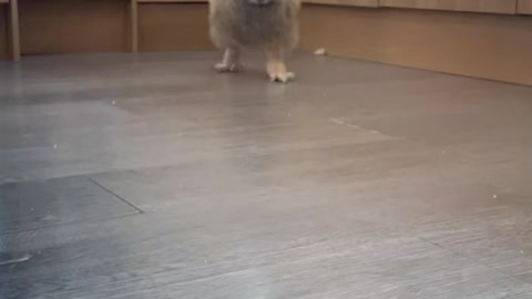 Baby Eurasian eagle owl first steps