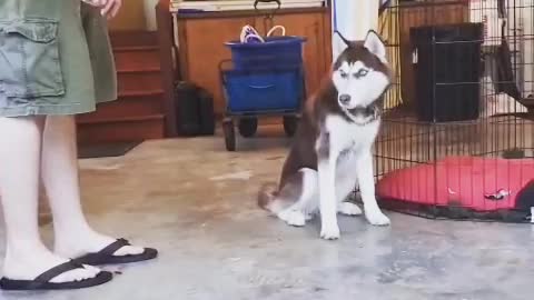 Stubborn Husky Dog Videos 😁😇 Best Funny Animal Videos 2022 😺 Funny Dog Videos 2022 😁