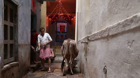 Man finishing cow milking at street in Varanasi