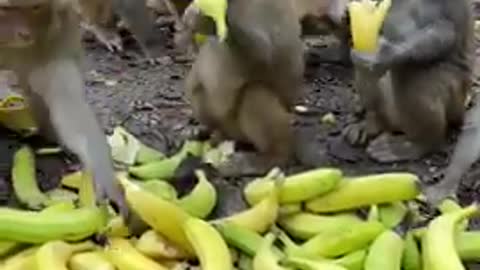 Monkey 🐒 eating Banana 🍌🍌 | naturemanual