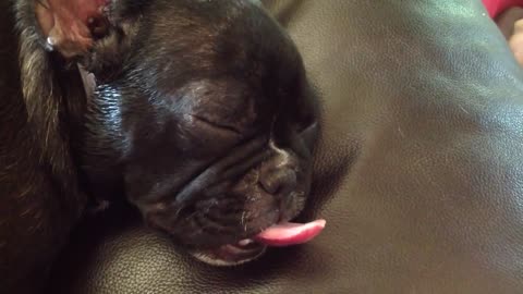 Bulldog Francés sueña con la lengua afuera