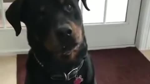 Dog throwing tantrums