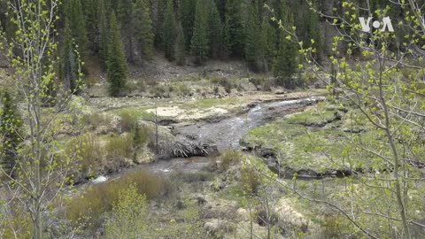 Nature: Pike National Forest | VOA Connect