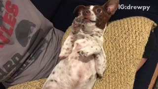 Small brown white dog makes weird nose when tickled