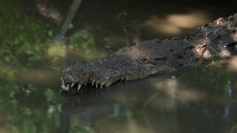 crocodile in swamp