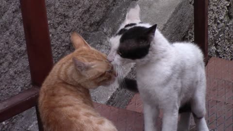 Cats snarling at each other, ATTACK