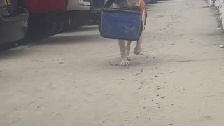 Dog Delivers Drinks