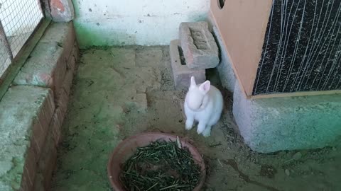 Rabbit bunny eating food looks cute and funny