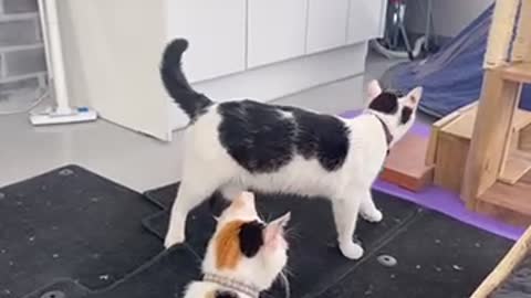 Cute cats' greeting method