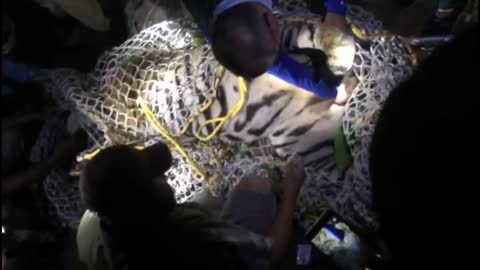 Terrifying tiger caught after four months in India