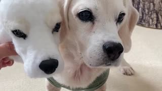 Man Makes Wool Felt Clone of Cute Puppy