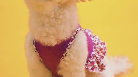 Dog💖♥️🏵️♥️🖤♥️ funny video status ♥️ cute doggy