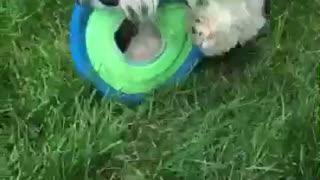 Dog Plays With Frisbee