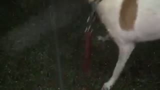 Dog tries to eat sprinklers