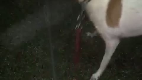 Dog tries to eat sprinklers