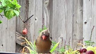 # Back Yard Birds Hawai’i another Northern Cardinal Female