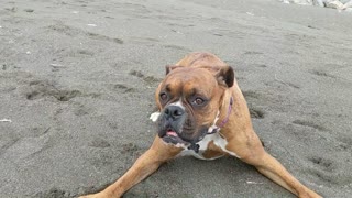 Boxer Shows off Her Sweet Spins