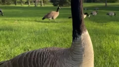 Geese dance on the flute and the drum