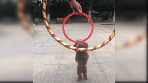 Dog superb jump video