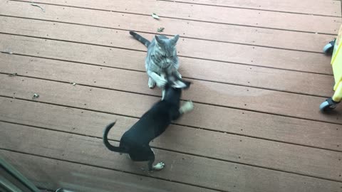 Thumbelina and Figaro on the Deck
