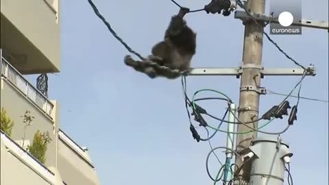 Chimp escape- Primate swings from live power lines, falls from electricity pole