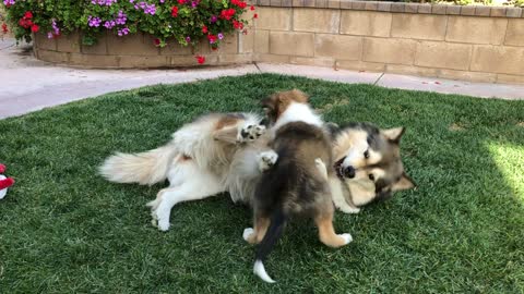 Collie Puppy Gives Husky Mix All She Can Handle