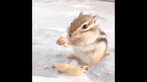 The hamster picks up prozopas nuts