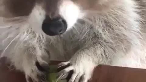 Raccoon eating grapes