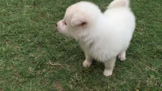 cute puppy takes first walk in the garden