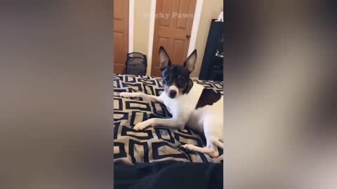 Cats & dogs Reaction to Middle Finger # Funny Video 2021