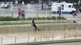 El perro más feliz del mundo juega en una fuente de agua