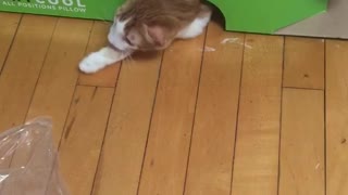 Cat get scared from cat inside box