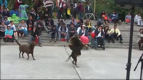 Perros Futboleros