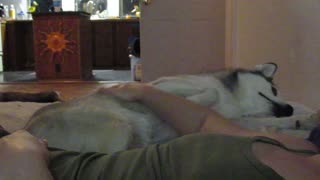Diva Husky whines for pets