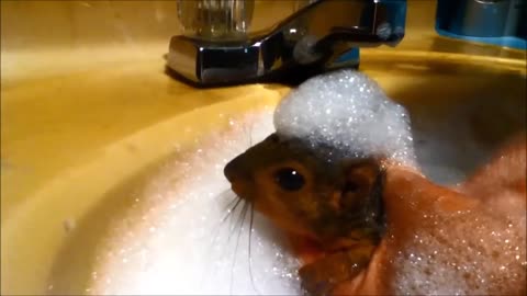 Squirrel funny Loves Bathtime