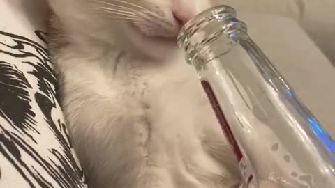 Crazy party kitten snatches owner's beer